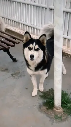 Husky Siberiano