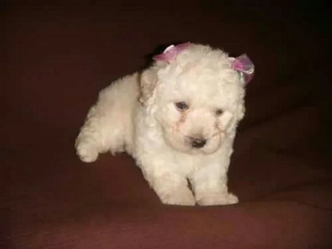Presentei quem vc ama com os mine poodle Toy