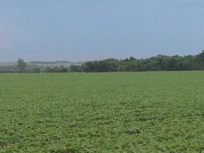 610 alqueires em Quirinopolis Go 