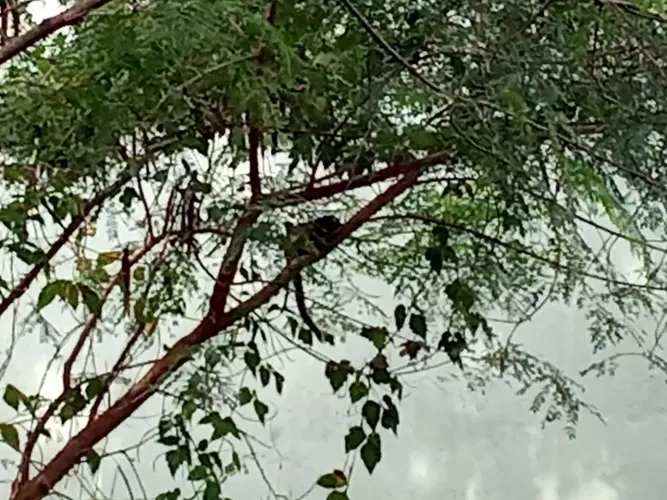 Oportunidade terreno de mil MTS quadrados 