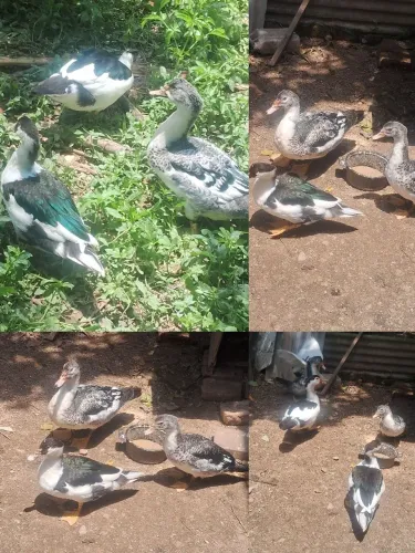 Patos com 3 meses
