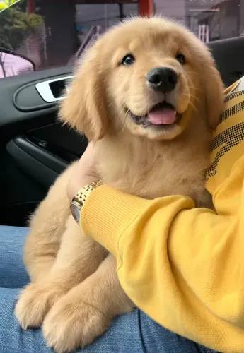 Doando filhote de Golden Retriever