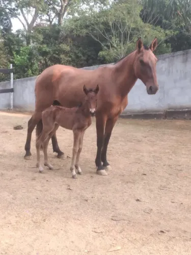 Egua marcha picada potencial de pista 30 parcelas de R$ 400,00 no Carne