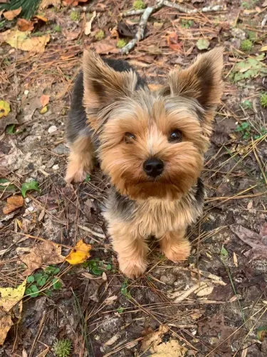 Filhote Yorkshire Terrier especialista em amor 