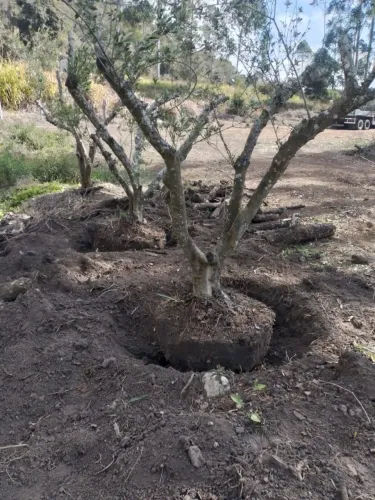 Oliveiras Adultas 45 anos Prontas para Plantar!