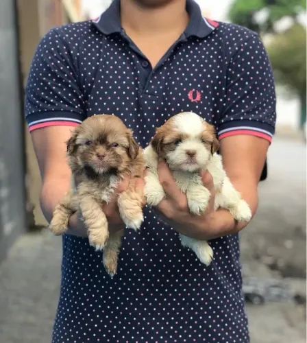 Shih Tzu com garantias e suporte veterinário gratuito