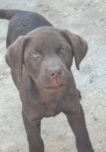 Labrador ingles