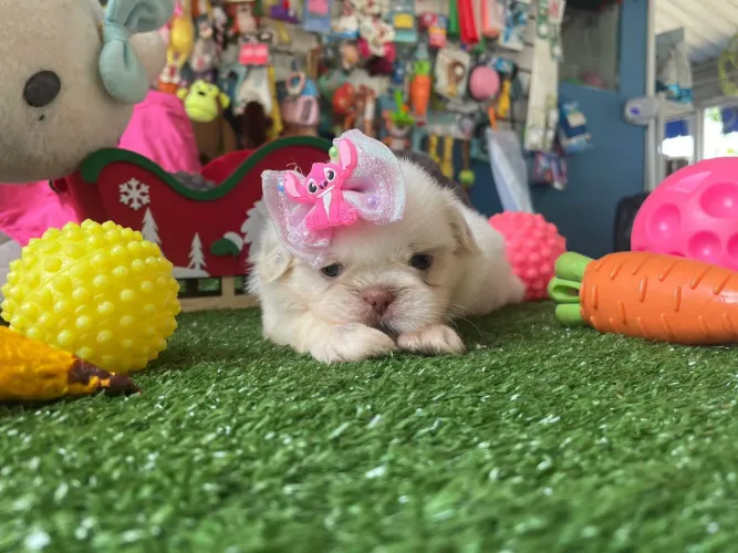 Filhote de shihtzu branco com os olhos verdes 