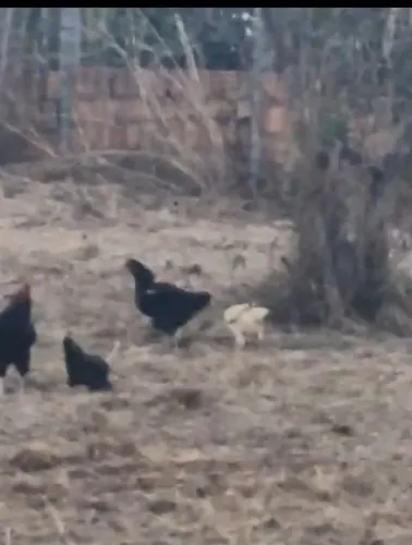 CHACARA A VENDA 65 MIL 