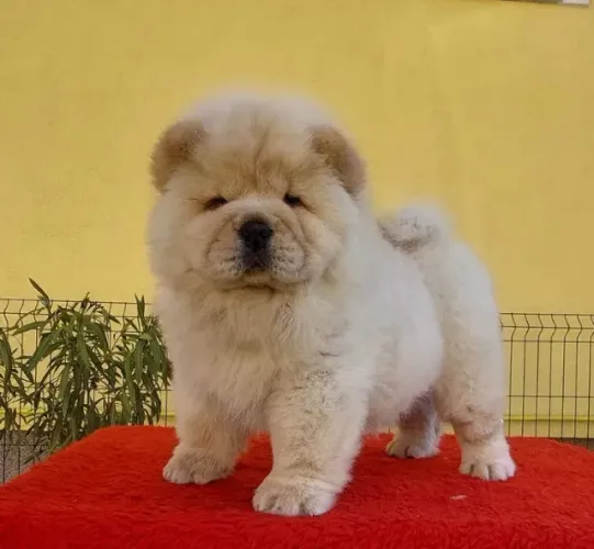 Chow Chow O Cão com a Personalidade Mais Divertida que Você Vai Conhecer!