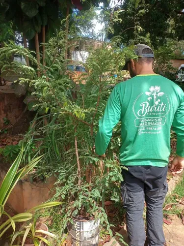 Muda de Tamarindo
