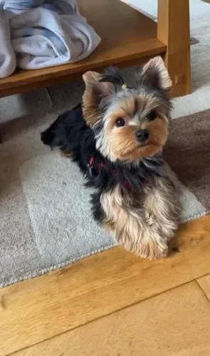 Yorkshire Terrier Filhotes ? fofoss