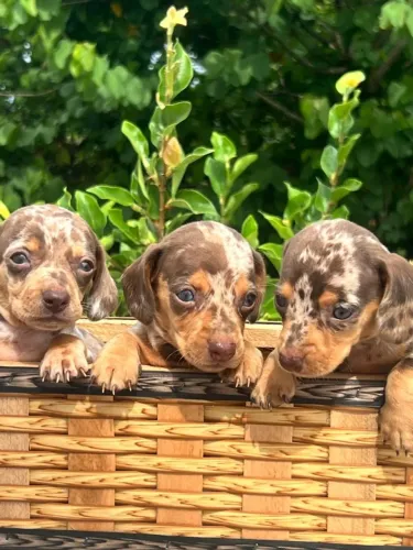 Dachshunds arlequims chocolates