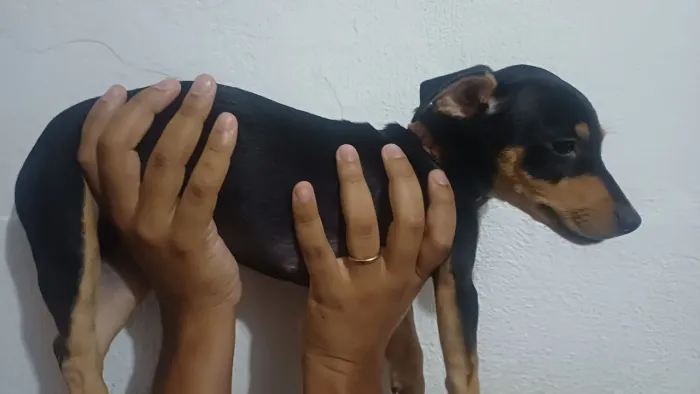 Dachshund filhote macho