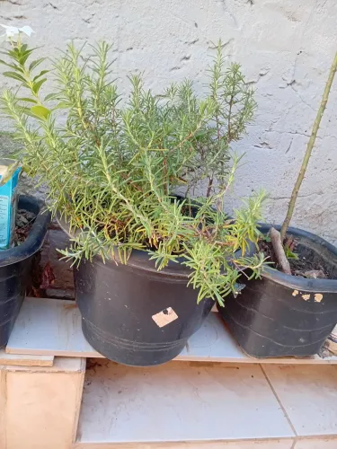 Planta alecrim