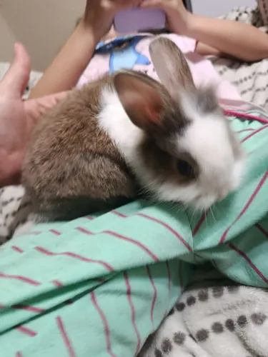 Filhotes de coelhos