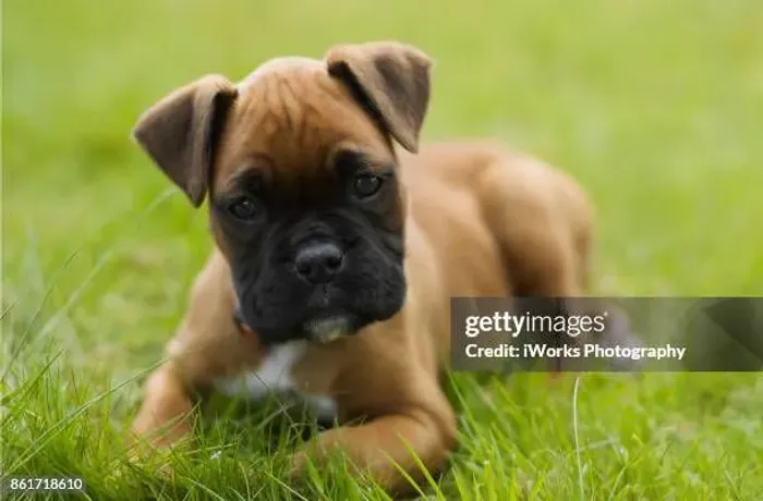 Filhote de Boxer