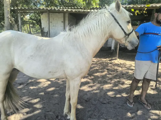 Cavalo quarto de milha