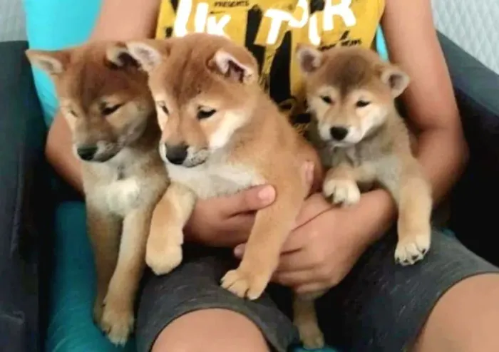 Shiba inu