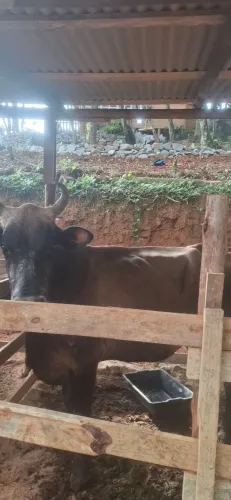 Vaca jersey leitera e bezerros jercey