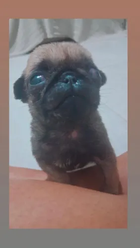 Pug filhote