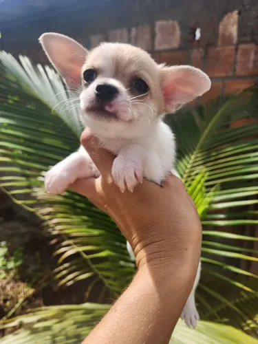Chihuahua Macho - Pelo Curto