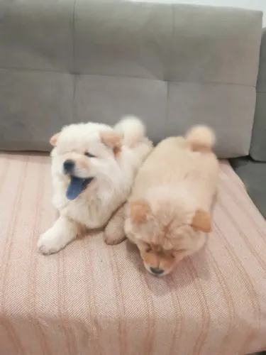 Filhote Chow Chow Creme - Último disponível!