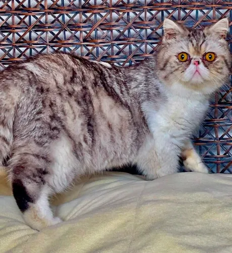 Top Show Persa Macho Exotico Silver Pelo Curto,Extremadissimo, C/Pedigree C/1 Ano Lindo.