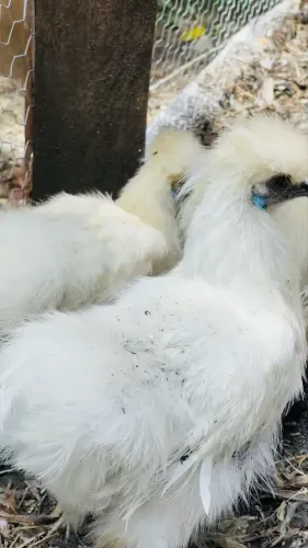 Sedosa do Japão e Garnisé