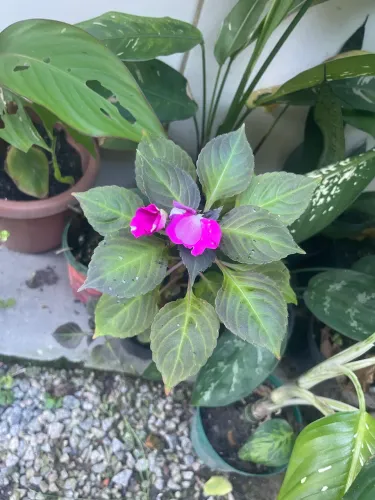 Plantinhas