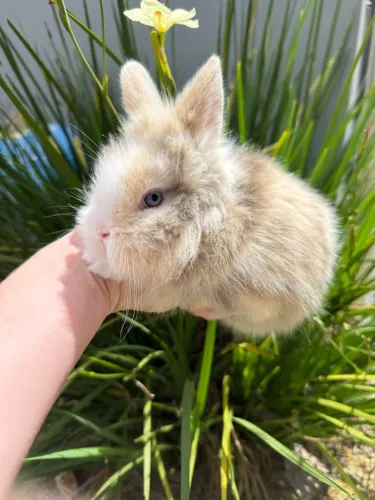 Coelhos Mini Lion