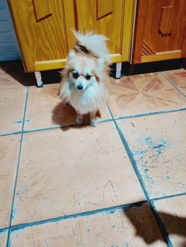 Lulu da pomerania