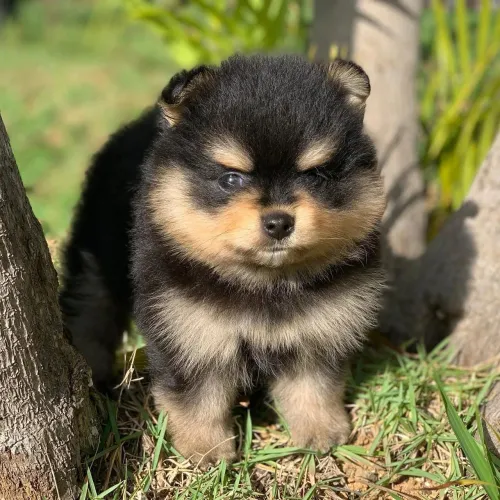 Lulu da Pomerânia ursinho