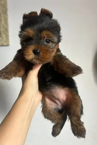 Pet love