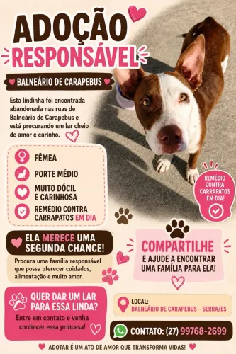Cãozinho para adoção responsável !