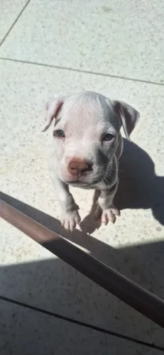 Lindos filhotes de pitbull 