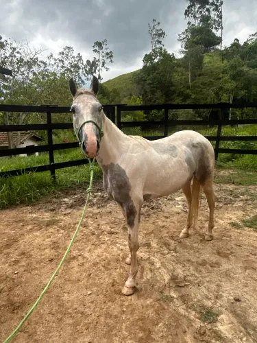 Cavalo pampa no couro