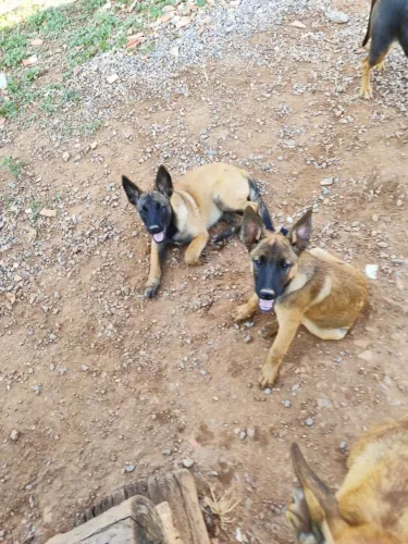Filhotes de pastor Malinois