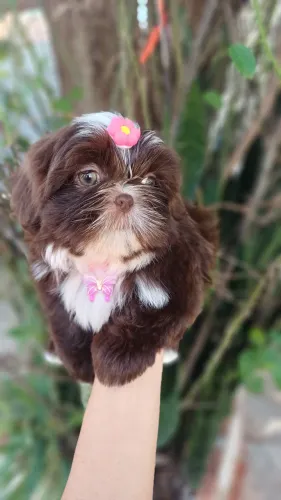 Shihtzu Fêmea Alto Padrão Chocolate 