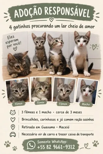 Doação de gatinhos para pessoas responsáveis.