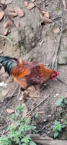 Troco galo por galinha