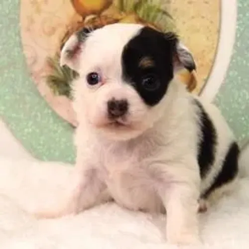 Chihuahua,Chihuahua Filhote Muito Amoroso e Dócil