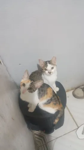 Doação de gatas 