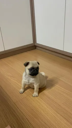 Filhote de Pug macho