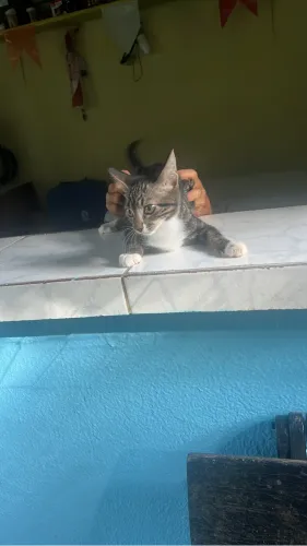 Gato tigrado lindo 