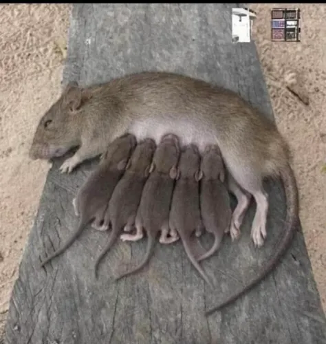 Vendo as crias do meu animal de estimação