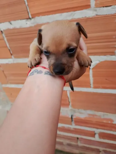 Cachorros 