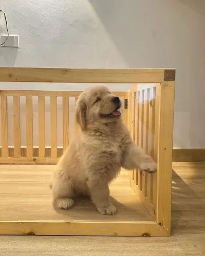 Golden Retriever 