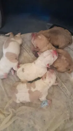 Filhote Pitbull puro olhos azul lindos