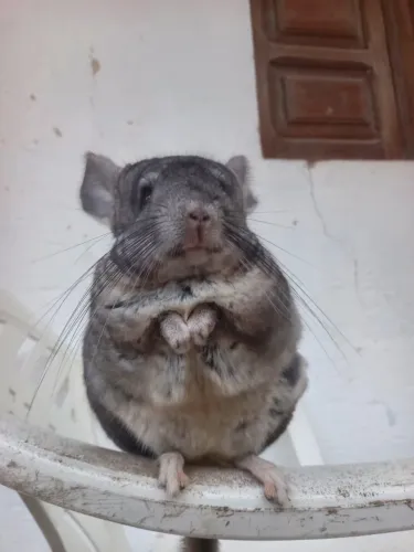 Chinchila